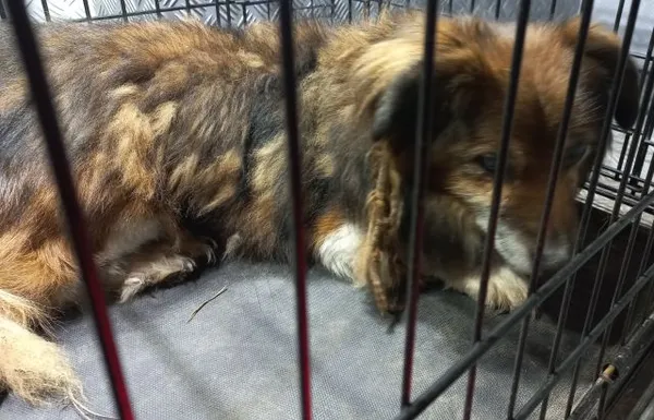 Znaleziono psa, Radom, 9 marca 2025