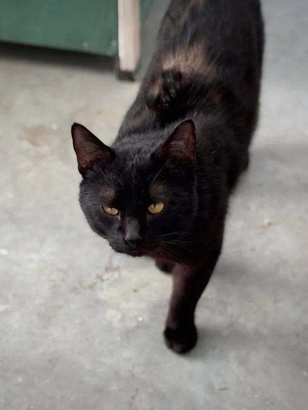 Znaleziono kota, Lublin, 7 marca 2025