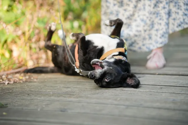 Znaleziono psa, Sosnowiec, 10 marca 2025 (5/5)