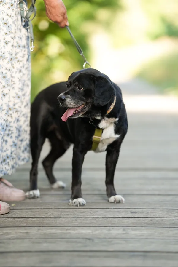 Znaleziono psa, Sosnowiec, 10 marca 2025 (4/5)