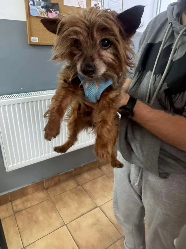 Znaleziono psa, Sosnowiec, 10 marca 2025