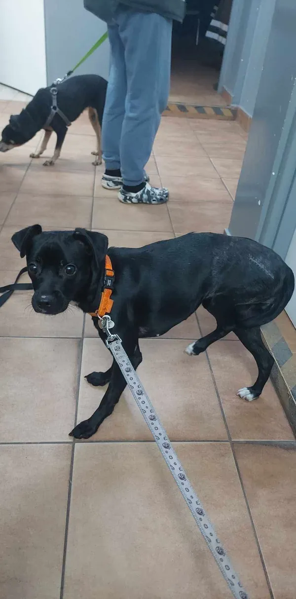 Znaleziono psa, Sosnowiec, 9 marca 2025