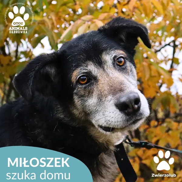 Znaleziono psa, Dąbrówka, 1 listopada 2025 (1/4)