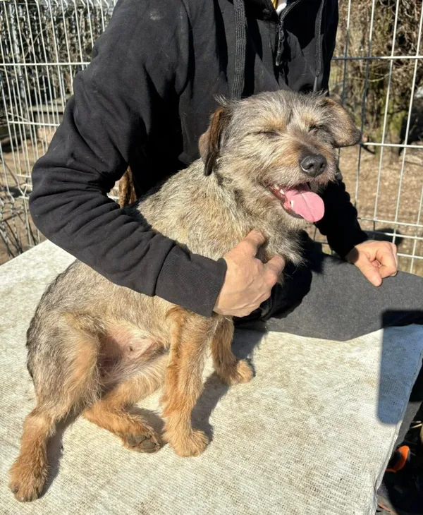 Pies do adopcji, Przyborówko, 7 kwietnia 2025 (1/5)