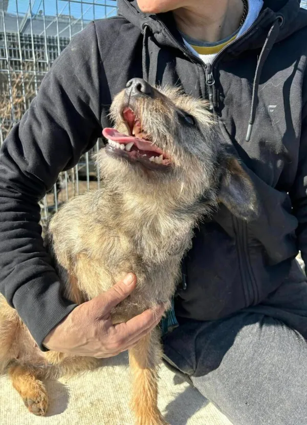 Pies do adopcji, Przyborówko, 7 kwietnia 2025 (2/5)