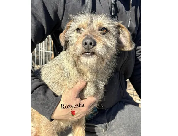 Pies do adopcji, Przyborówko, 7 kwietnia 2025 (3/5)