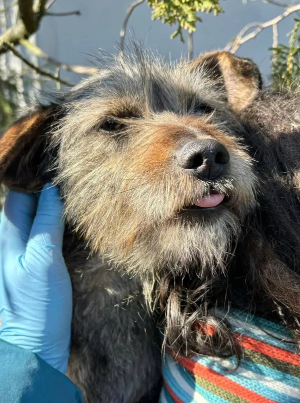 Pies do adopcji, Przyborówko, 7 kwietnia 2025 (4/5)