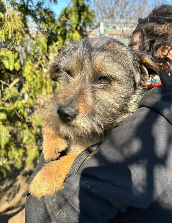 Pies do adopcji, Przyborówko, 7 kwietnia 2025 (5/5)