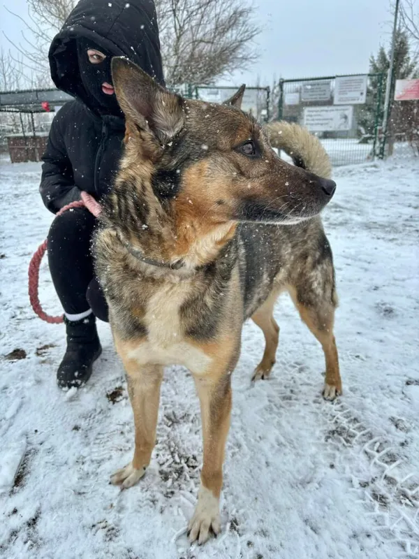Pies do adopcji, Przyborówko, 10 marca 2025 (1/3)
