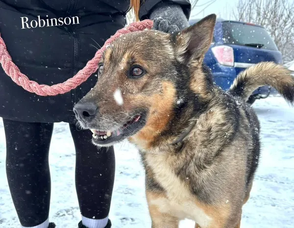 Pies do adopcji, Przyborówko, 10 marca 2025 (2/3)