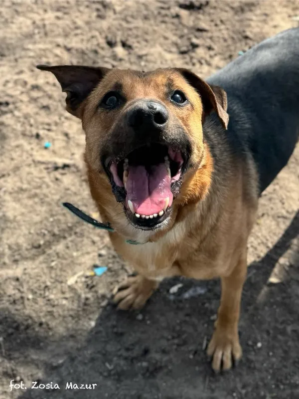 Pies do adopcji, Bydgoszcz, 7 października 2024 (2/5)