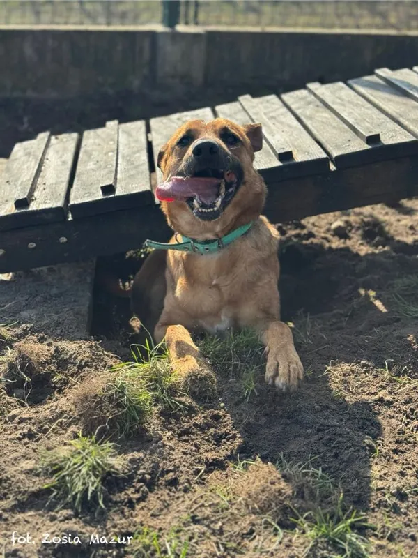 Pies do adopcji, Bydgoszcz, 7 października 2024 (3/5)