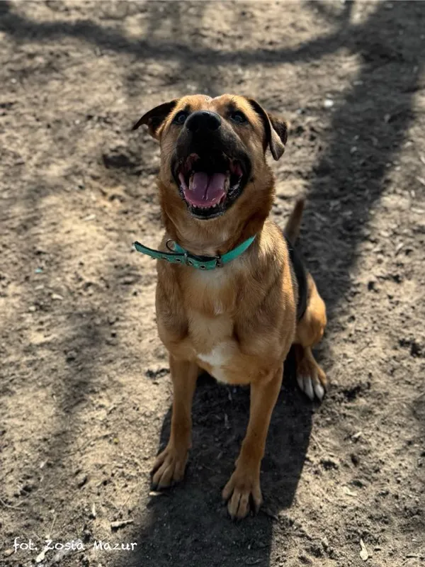 Pies do adopcji, Bydgoszcz, 7 października 2024 (5/5)