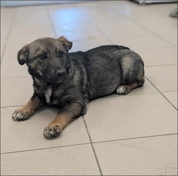 Znaleziono psa, Grudziądz, 10 marca 2025