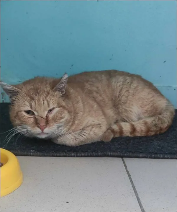 Znaleziono kota, Grudziądz, 10 marca 2025