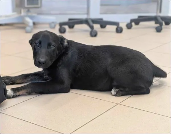 Znaleziono psa, Grudziądz, 10 marca 2025