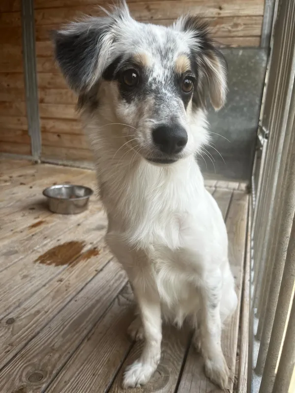 Pies do adopcji, Orzechowce, 8 marca 2025 (1/5)