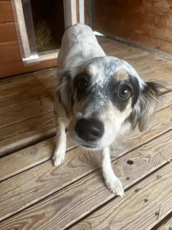 Pies do adopcji, Orzechowce, 8 marca 2025 (3/5)