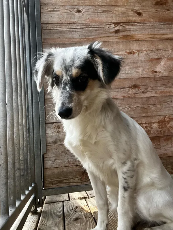 Pies do adopcji, Orzechowce, 8 marca 2025 (4/5)