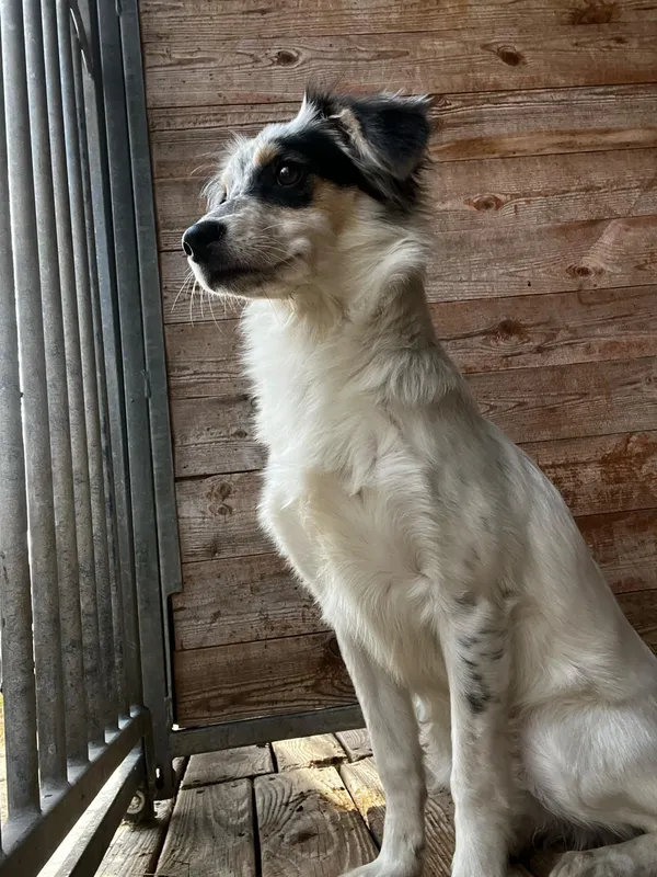 Pies do adopcji, Orzechowce, 8 marca 2025 (5/5)