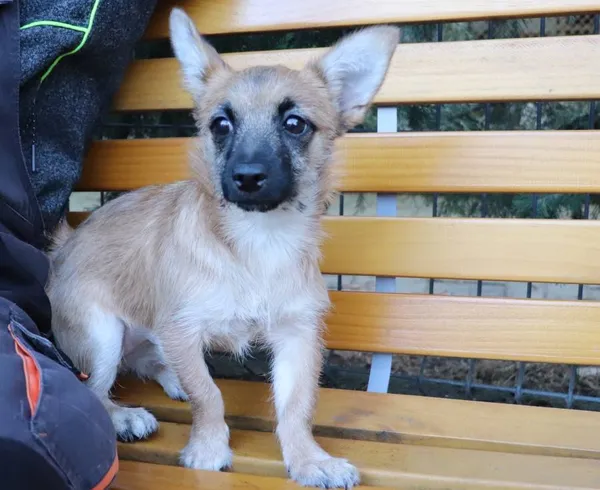 Znaleziono psa, Łódź, 9 marca 2025 (1/2)