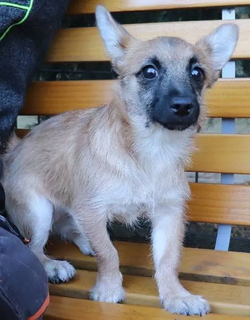 Znaleziono psa, Łódź, 9 marca 2025 (2/2)