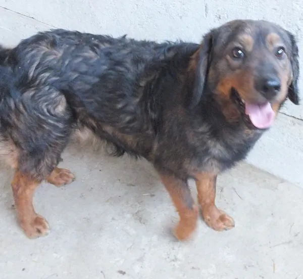 Znaleziono psa, Nowa Krępa, 28 lutego 2025