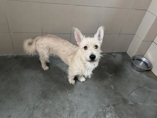 Pies do adopcji, Kraków, 23 lutego 2025