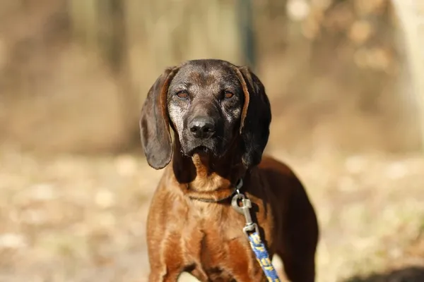 Pies do adopcji, Elbląg, 11 marca 2025 (2/5)