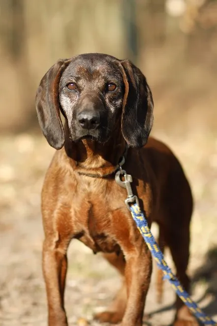 Pies do adopcji, Elbląg, 11 marca 2025 (3/5)