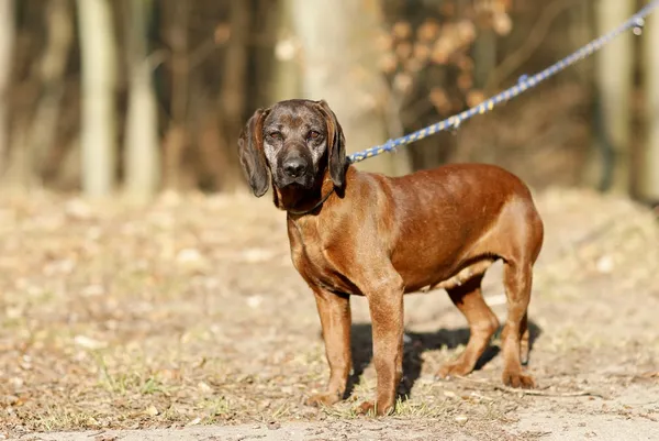 Pies do adopcji, Elbląg, 11 marca 2025 (4/5)