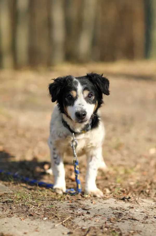 Pies do adopcji, Elbląg, 11 marca 2025 (4/5)