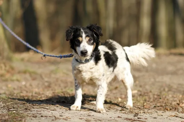 Pies do adopcji, Elbląg, 11 marca 2025 (5/5)