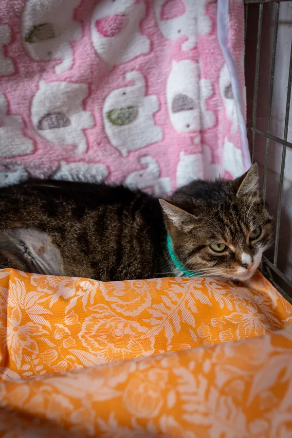 Znaleziono kota, Sosnowiec, 15 lutego 2025 (4/5)