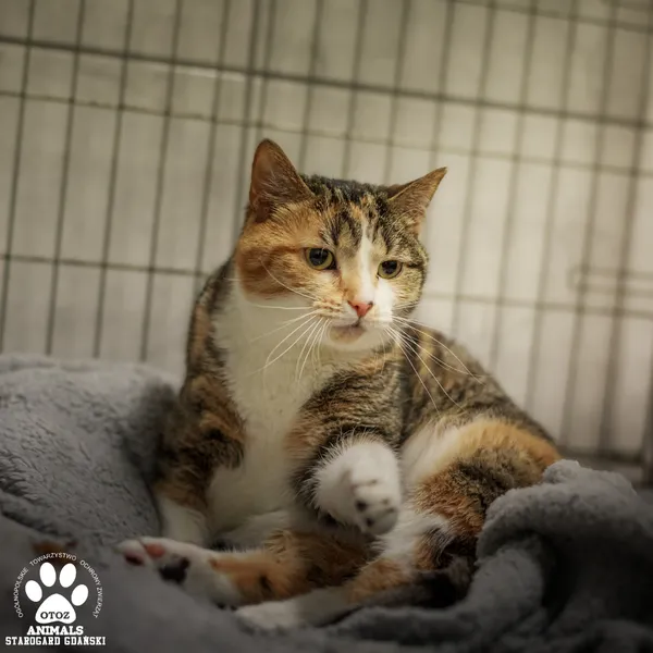 Kot do adopcji, Starogard Gdański, 11 marca 2025 (2/2)