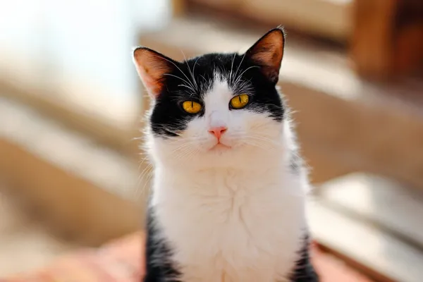 Kot do adopcji, Elbląg, 11 marca 2025 (2/5)