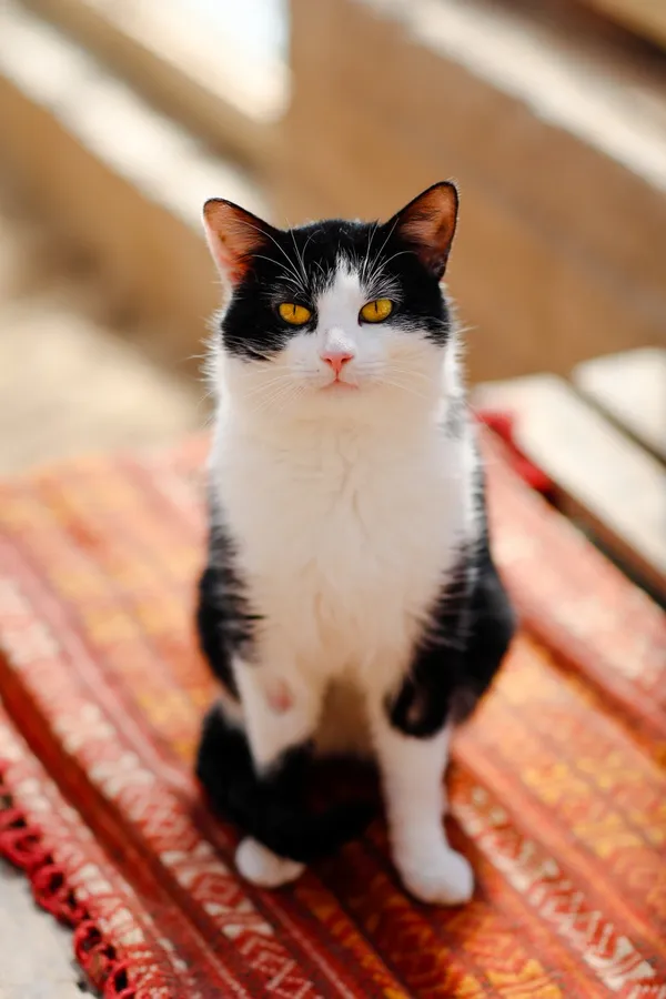 Kot do adopcji, Elbląg, 11 marca 2025 (3/5)