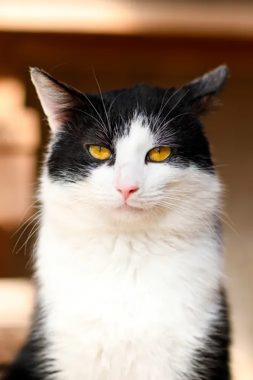 Kot do adopcji, Elbląg, 11 marca 2025 (4/5)