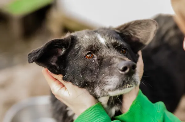 Oddam psa, Warszawa, Boernerowo, 11 marca 2025 (3/5)