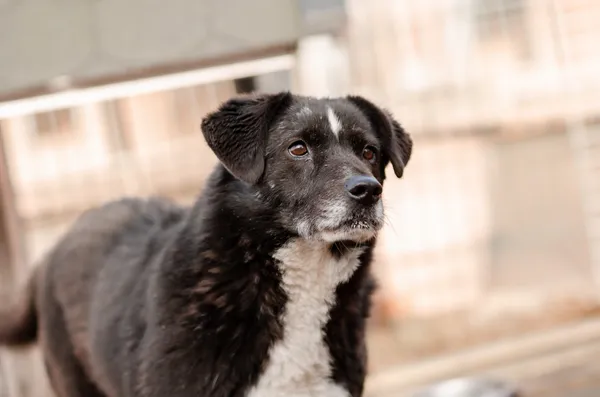 Oddam psa, Warszawa, Boernerowo, 11 marca 2025 (5/5)