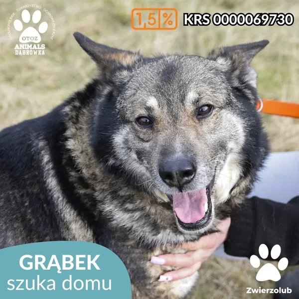 Pies do adopcji, Dąbrówka, 11 marca 2025 (1/5)