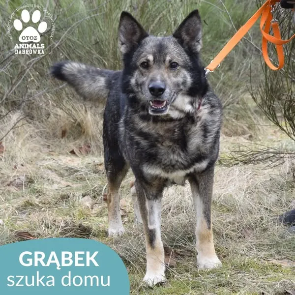 Pies do adopcji, Dąbrówka, 11 marca 2025 (3/5)