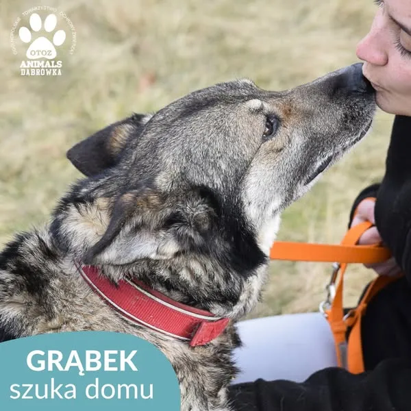 Pies do adopcji, Dąbrówka, 11 marca 2025 (4/5)