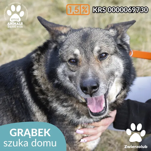 Pies do adopcji, Dąbrówka, 11 marca 2025 (5/5)
