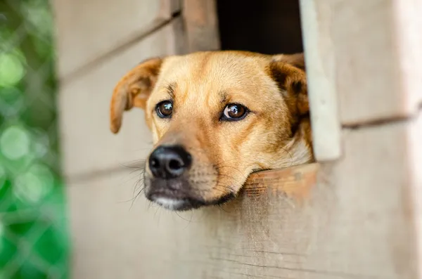 Oddam psa, Gdańsk, Oliwa, 11 marca 2025 (1/5)