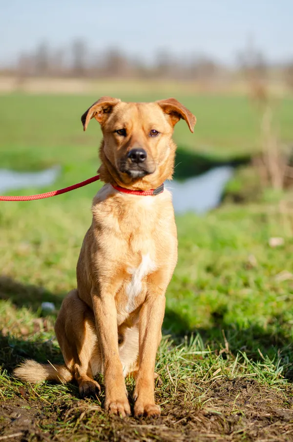 Oddam psa, Gdańsk, Oliwa, 11 marca 2025 (2/5)