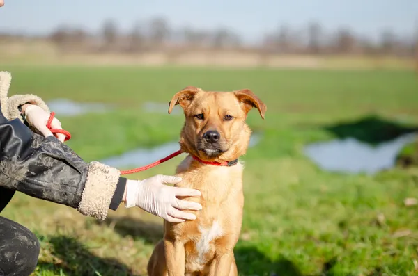 Oddam psa, Gdańsk, Oliwa, 11 marca 2025 (3/5)