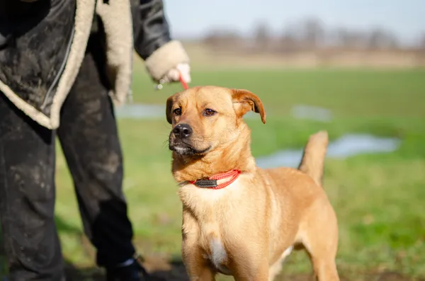 Oddam psa, Gdańsk, Oliwa, 11 marca 2025 (4/5)