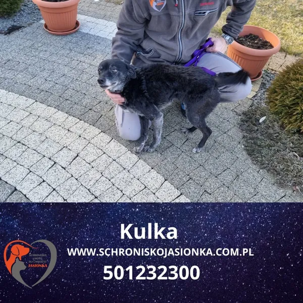 Znaleziono psa, Dębniak, 3 grudnia 2024