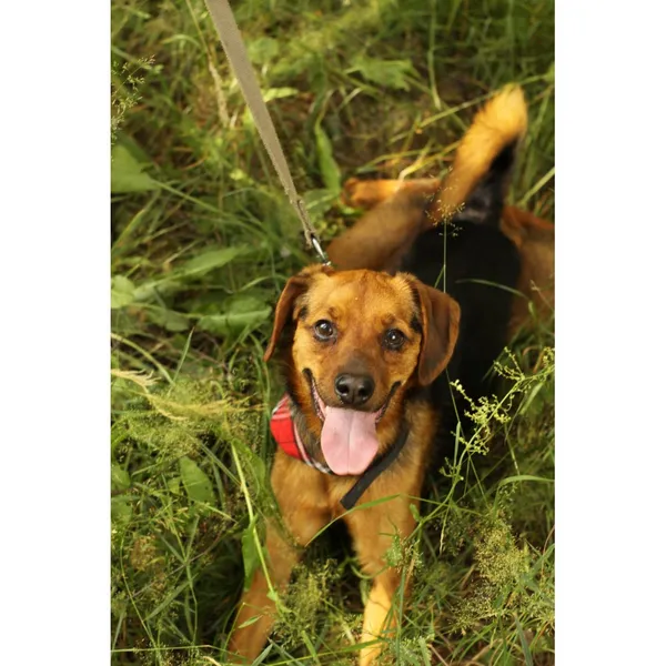 Znaleziono psa, Białystok, 6 lutego 2025 (2/5)